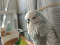 Show Jumbo Muhabbet Kuşu Takım