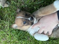 Akita inu yavruları