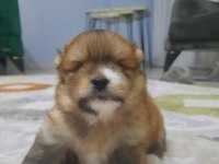 Tatlı ve minik pomeranian yavru