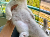 Scottish fold lynx point