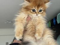 Yasal Çiftlikden Ziyarete Açık Golden Longhair British