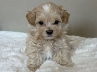 Çift renk özel kore maltipoo yavrular