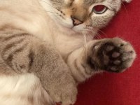 Sevimli ve uysal scottish fold pamuk kızımız