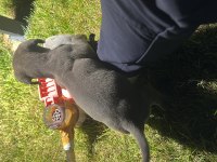 Blue Cane corso 2.5 aylık özenle bakılmış
