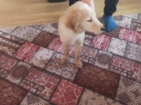 Harika golden retriever yavrusu