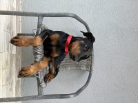 3.5 Aylık Son 4 Dişi Doberman