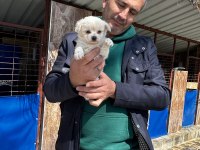 Maltese yavrularımız ırk garantilidir