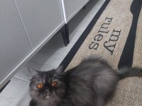 KEHRİBAR GÖZLÜ DİŞİ İRAN KEDİSİ (açıklamayı okuyunuz)