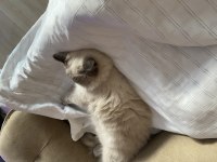 İzmir İçi british longhair
