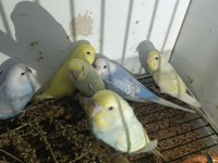 12 adet muhabbet kuşu yavrusu