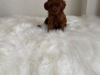 Toy poodle erkek dişi