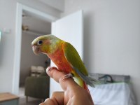Yavru Suncheek Konur Papağanı