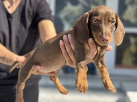 Petmode köpek çiftliğinde ziyarete açık dachshund
