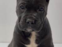 Harika Anatomi Cane Corso Yavrular