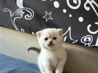 Birbirinden Güzel British Shorthair Bebeklerimiz