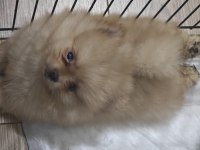 Pomeranian yavrularımız