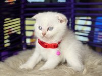 Scottish Fold Blue Point