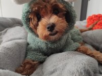 1 Yaşında Dişi Poodle Kızımızı Sahiplendiriyoruz