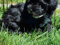 Maltipoo Yavruları Sizleri Bekliyor  