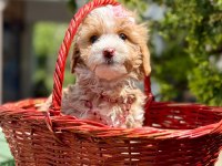 Maltipoo Dizayn Irk Sevimli Yavrular