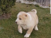 DEV ADAYI ALABAY DİŞİ
