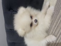 Pomeranian Bo Ayı Surat