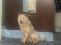 Çin aslanı Lizaya acil yuva