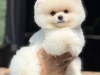 BİBLO POMERANİAN BOO TEDDY FACE