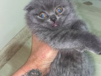 2 aylık erkek yavru scottish fold kırık kulak