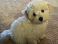 MALTİPOO YAVRULARIMIZ ACIK VE ESMER RENK ÇEŞİTLER