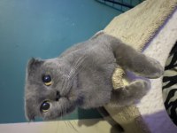 Safkan scottish fold dişi