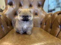 TEA CUP VE MİKRO TEA CUP POMERANİAN BOO YAVRULARIMIZ