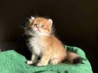 Mükemmel kalite Golden Ny11 british longhair
