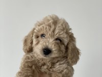 Orjinal toy poodle yavruları kendi köpeğimin yavrusu