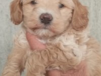 MALTİPOO BEBEKLERİMİZ