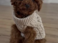 Toy poodle yavrularımız
