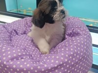 Sağlık ve ırk garantili yavru shih tzu