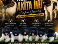 AMERİKAN AKİTA INU YAVRULARI