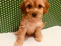 Hakiki Red Maltipoo Wc Eğitimli Yavru