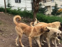 8 aylık kalın kemikli erkek kangal köpeği