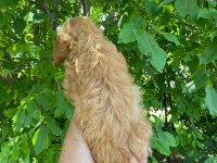 2 AYLIK ERKEK DİŞİ MALTİPOO