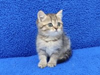TESLİME HAZIR MÜKEMMEL BİR BRİTİSH PONÇİK 