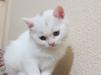 55 günlük beyaz british shorthair