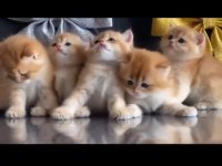 SAFKAN BRİTİSH SHORTHAİR GOLDEN YAVRULAR