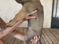 Koca Patili Malinois Yavrumuz