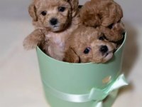 Maltipoo Şeker Gibi Tatlı Yavrular