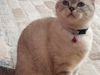 2 Yaşında Dişi British Shorthair Ev Kedisi