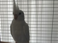 Evcil Ele Gelen Albino Sultan Papağanı