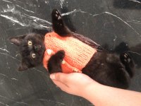 10 HAFTALIK YAVRU KEDİMİZ İÇİN YUVA ARIYORUZ