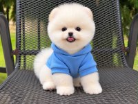 Safkan Irk Ve Sağlık Garantili Pomeranian Yavrumuz